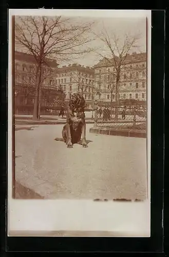 AK Wien, Hund mit Maulkorb am Bethoven-Platz