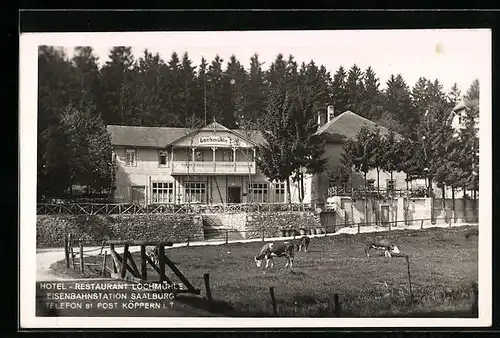 AK Saalburg, Hotel-Restaurant Lochmühle, Weidende Rinder