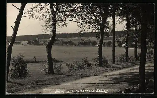 AK Silberborn /Solling, Teilansicht von einer Allee aus