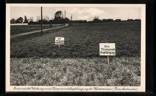 AK Erstaunliche Wirkung einer Thomasmehlkopfdüngung bei Winterweizen, Reklame