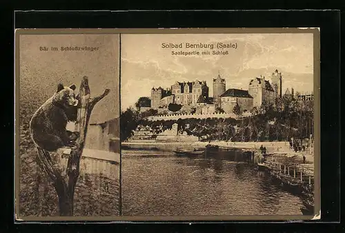 AK Bernburg /Saale, Saalepartie mit Schloss, Bär im Schlosszwinger