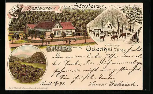 Lithographie Oderthal i. Harz, Cafe & Restaurant zur Schweiz, Wildfütterung, Weidende Rinder