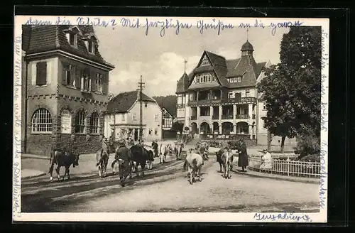 AK Georgenthal i. Thür., auf dem St. Georgenplatz mit einer Kuhherde