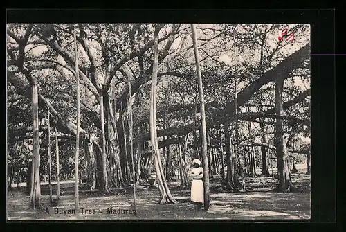 AK Madura, at a Buyan Tree