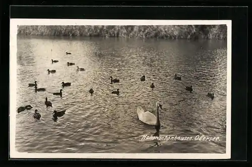 AK Berlin-Hohenschönhausen, Enten auf dem Obersee