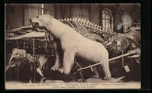 AK Monaco, Musée Océanographique, Océanographie zoologique, white Bear, Cachalots, Narwhal