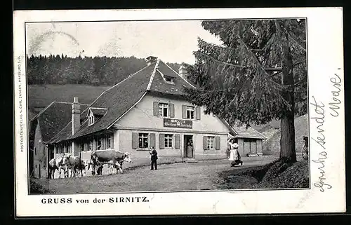 AK Sirnitz bei Badenweiler, Gasthaus zum Auerhahn Fritz Schreck, Strassenansicht mit Kühen