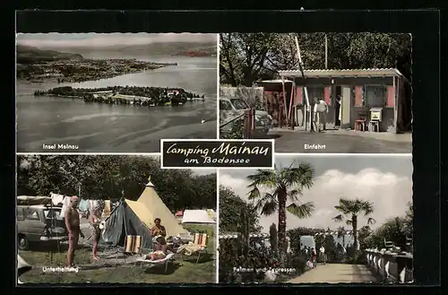 AK Mainau, Insel Mainau, Einfahrt zum Campingplatz, Palmen und Zypressen