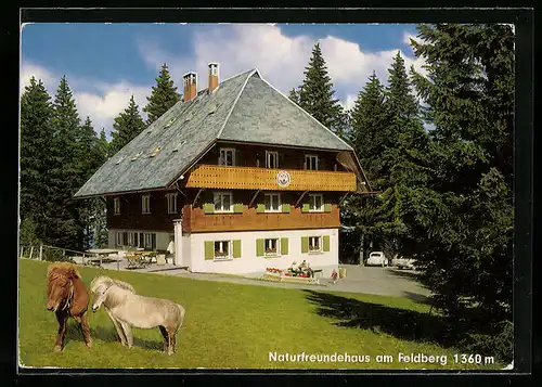 AK Feldberg, Blick auf Naturfreundehaus, Pony