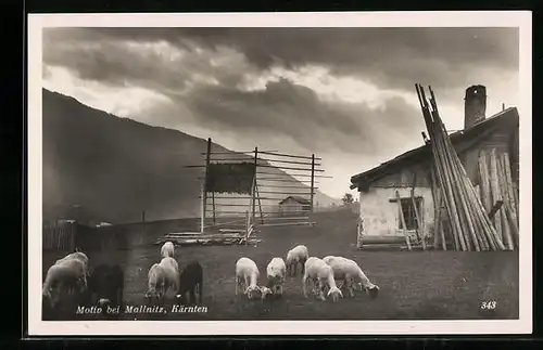 AK Mallnitz, Ortspartie mit grasenden Schafen