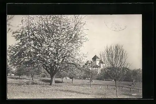 AK Herisau, Ortspartie mit grossem Baum und Gebäude
