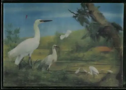 3D-AK Störche auf einem Feld