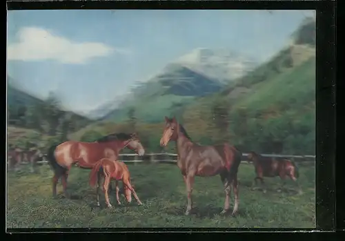 3D-AK Pferde auf ihrer Weide