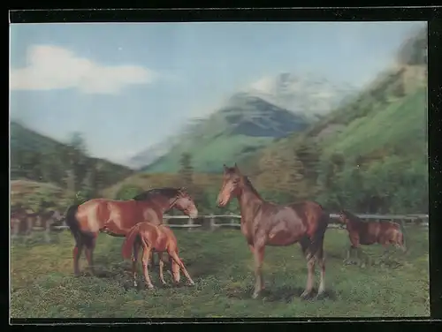 3D-AK Pferde mit Fohlen auf der Weide