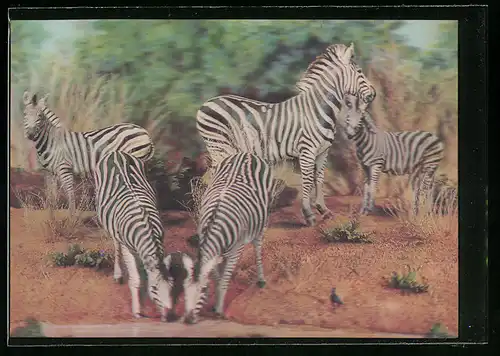 3D-AK Grasende Zebras in freier Wildbahn