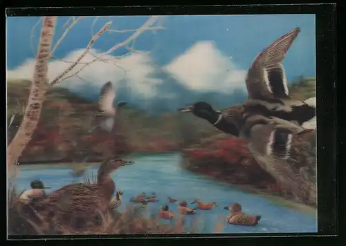 3D-AK Enten an einem Gewässer
