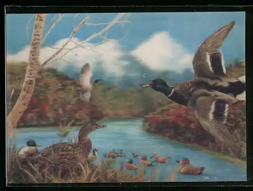 3D-AK Entengruppe an einem Gewässer