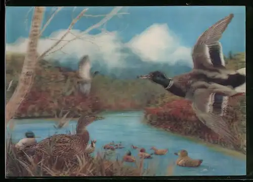 3D-AK Enten am Wasser vor Bergpanorama