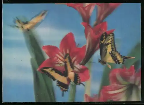 3D-AK Schmetterlinge und rote Lilien