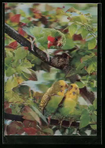 3D-AK Wellensittich-Paar und Papagei