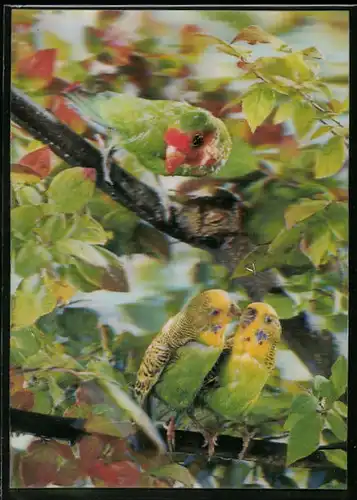 3D-AK Wellensittiche und Papagei auf einem Baum