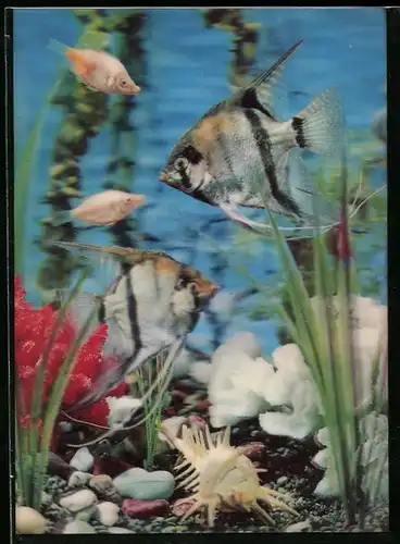 3D-AK Fische im Aquarium
