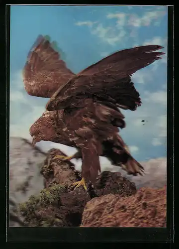 3D-AK Greifvogel im Hochgebirge