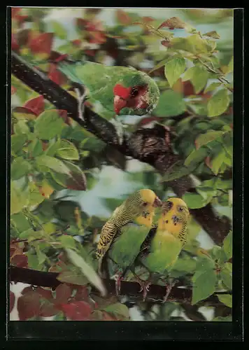 3D-AK Sittiche auf einem Baum