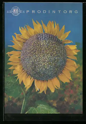 3D-AK Sonnenblume, Koch mit Sonnenblumenöl