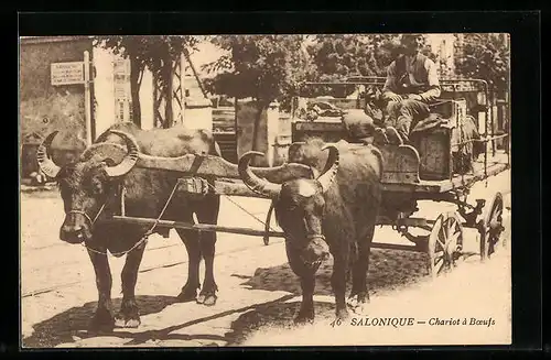 AK Salonique, Chariot à Boeufs, Rindergespann