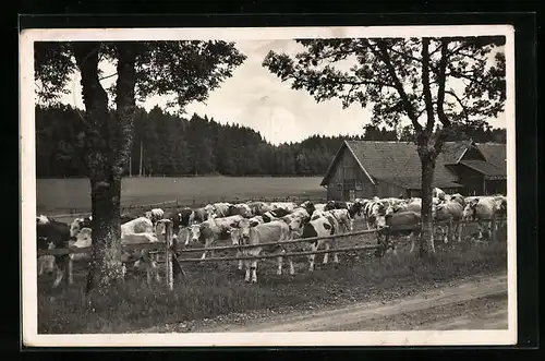 AK Spaichingen /Württ., Jungviehweide Heusteig