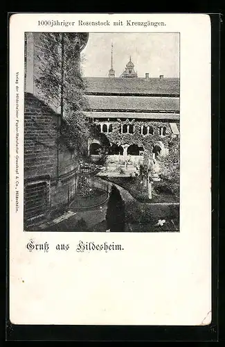 AK Hildesheim, 1000 jähriger Rosenstock mit Kreuzgängen
