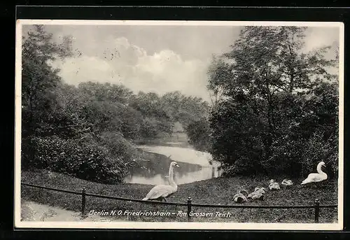 AK Berlin, Schwäne am grossen Teich, Friedrichshain