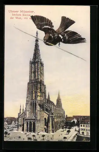AK Ulm a. D., Ulmer Münster und ein Vogel