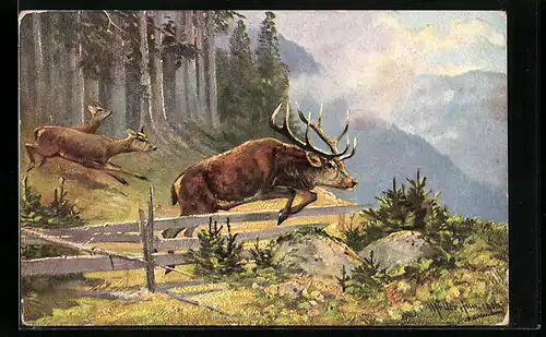Künstler-AK M. Müller jun.: Hirsch und Rehe im Wald