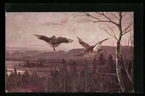 Künstler-AK M. Müller jun.: Zwei Schnepfen fliegen über einen Wald