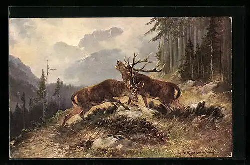 Künstler-AK M. Müller jun.: Zwei Hirsche kämpfen
