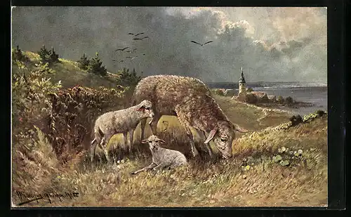 Künstler-AK M. Müller jun.: Weidendes Schaf mit Jungtieren