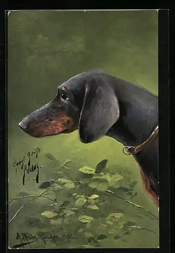 Künstler-AK August Müller - München: Dackel im Unterholz