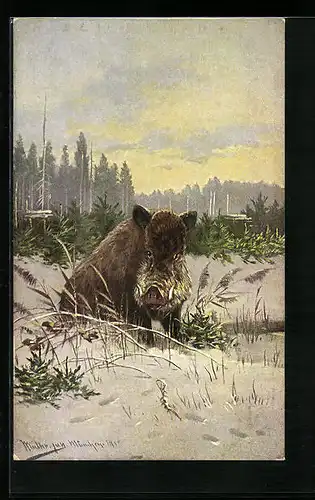 Künstler-AK M. Müller jun.: Eber im Schnee