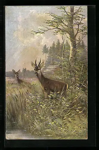 Künstler-AK M. Müller jun.: Zwei Rehe an einer Wasserstelle