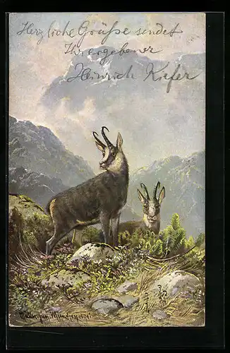 Künstler-AK M. Müller jun.: Zwei Gämsen im Hochgebirge