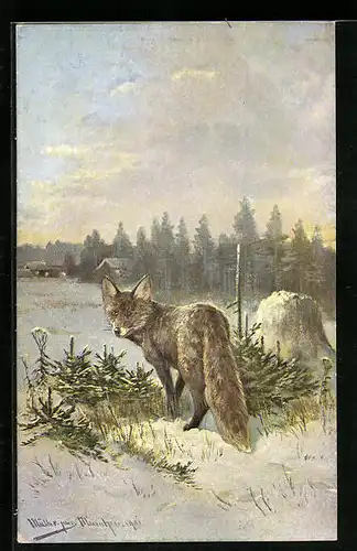 Künstler-AK M. Müller jun.: Fuchs in winterlicher Landschaft