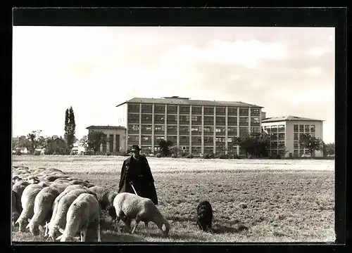 AK Langenau /Württ., Tuchmacher J. G. Langenau, Tuchfabrik, Schäfer, Schafe, Hund