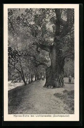 AK Lichtenwalde /Zschopautal, Harras-Eiche mit Promenade