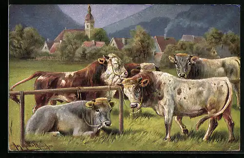 Künstler-AK August Müller - München: Stiere und Ochsen auf der Weide