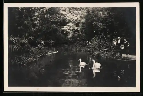 AK Trieste, Miramare, Il laghetto dei cigni