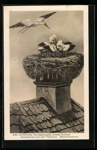 AK Bad Dürrheim i. Schwarzwald, Storchennest auf dem Pfarrhaus
