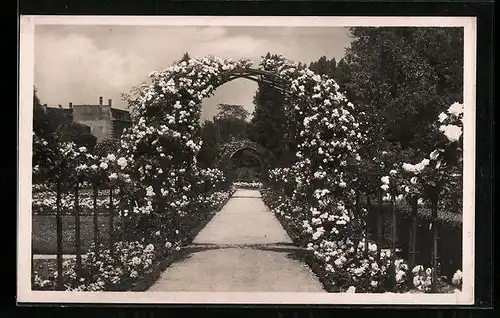 AK Karlsruhe, Rosenanlagen im Stadtgarten
