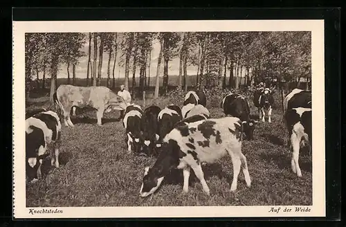 AK Horrem, Missionshaus Knechtsteden, Kühe auf der Weide